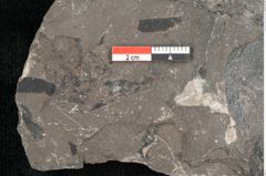 Foto (Detailansicht) von Thinfeldia lunzensis Ettingshausen (NHMW-GEO-2024-0188-10589)